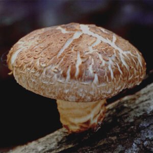 Adaptogens