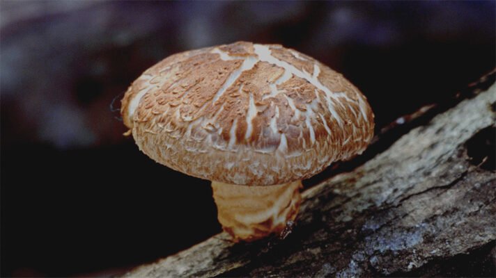 Adaptogens