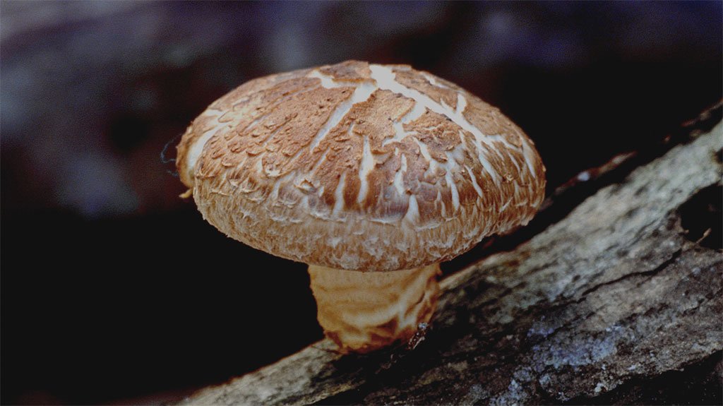 Adaptogens